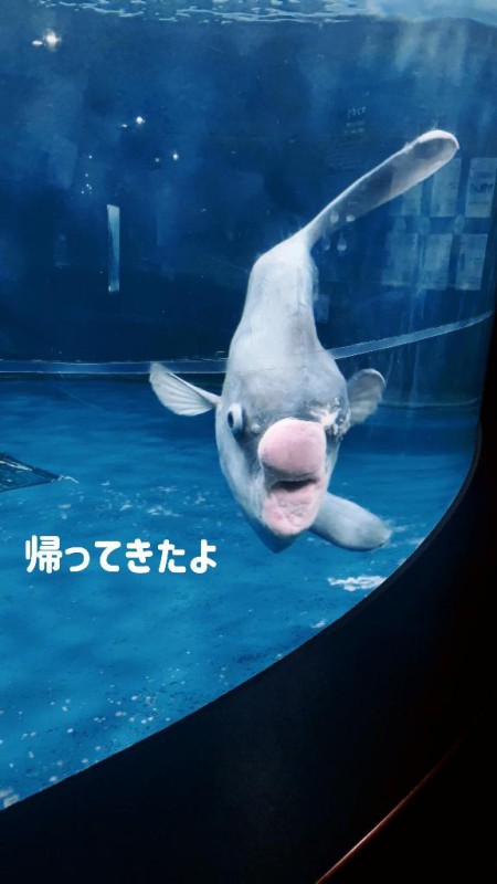夢宮 あのん☆理想の女性像ただいま