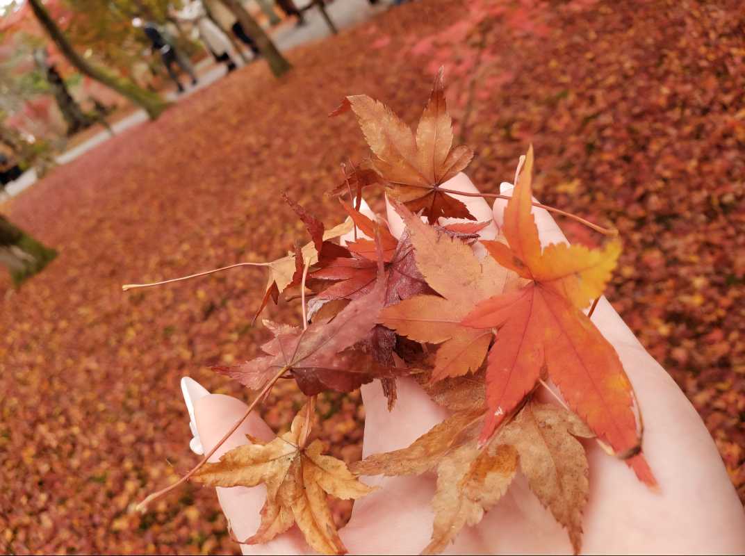 白波みな🍁